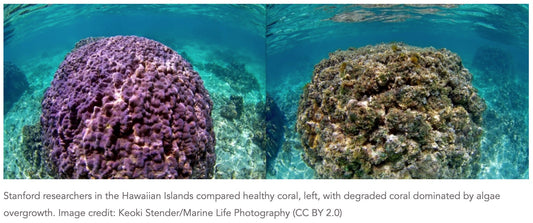 A Dying Reef Urged the Making of Hair Mud